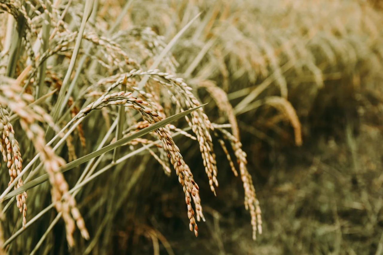 Chinese scientists have created "eternity" rice