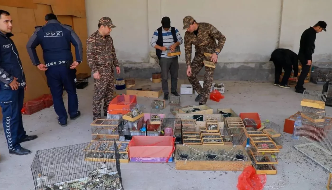 Over a thousand birds and desert tortoises found to be illegally sold in Tashkent