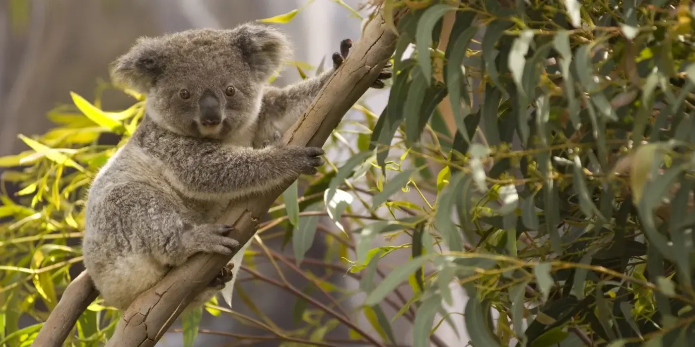 The most sleepy and most active species among animals