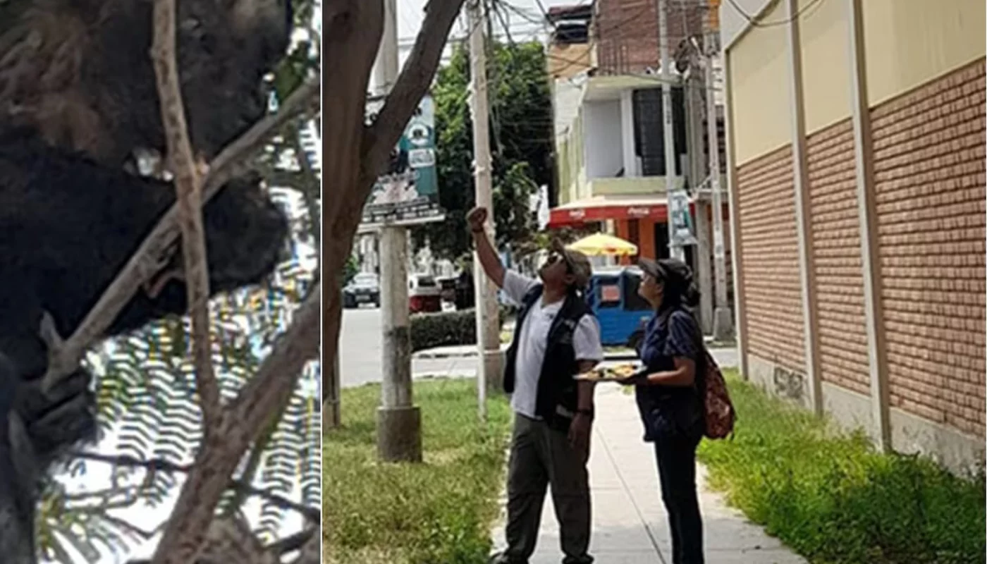 Monkey caught stealing money in Peru