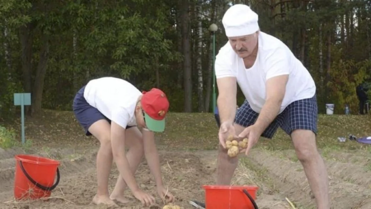 Rossiyada kartoshka defitsiti: Belarus ham ojiz qoldi