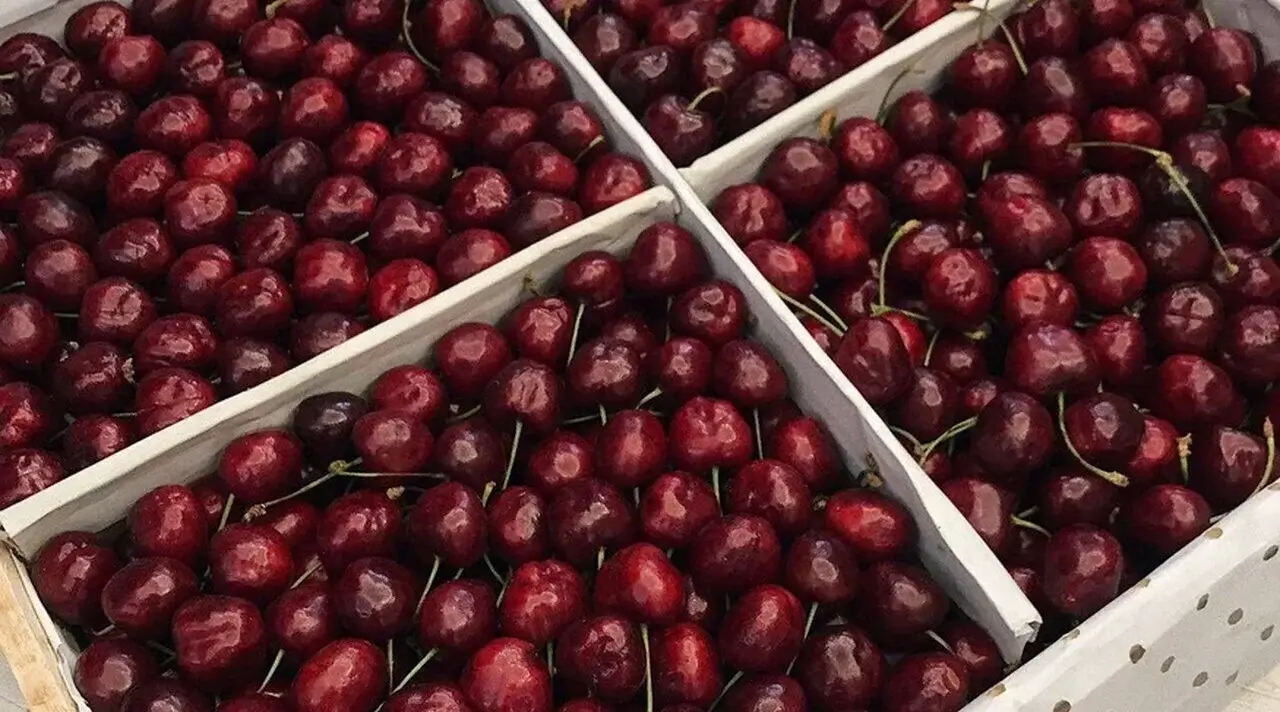 Cherries at record prices in Uzbekistan: spring has started early in the domestic market