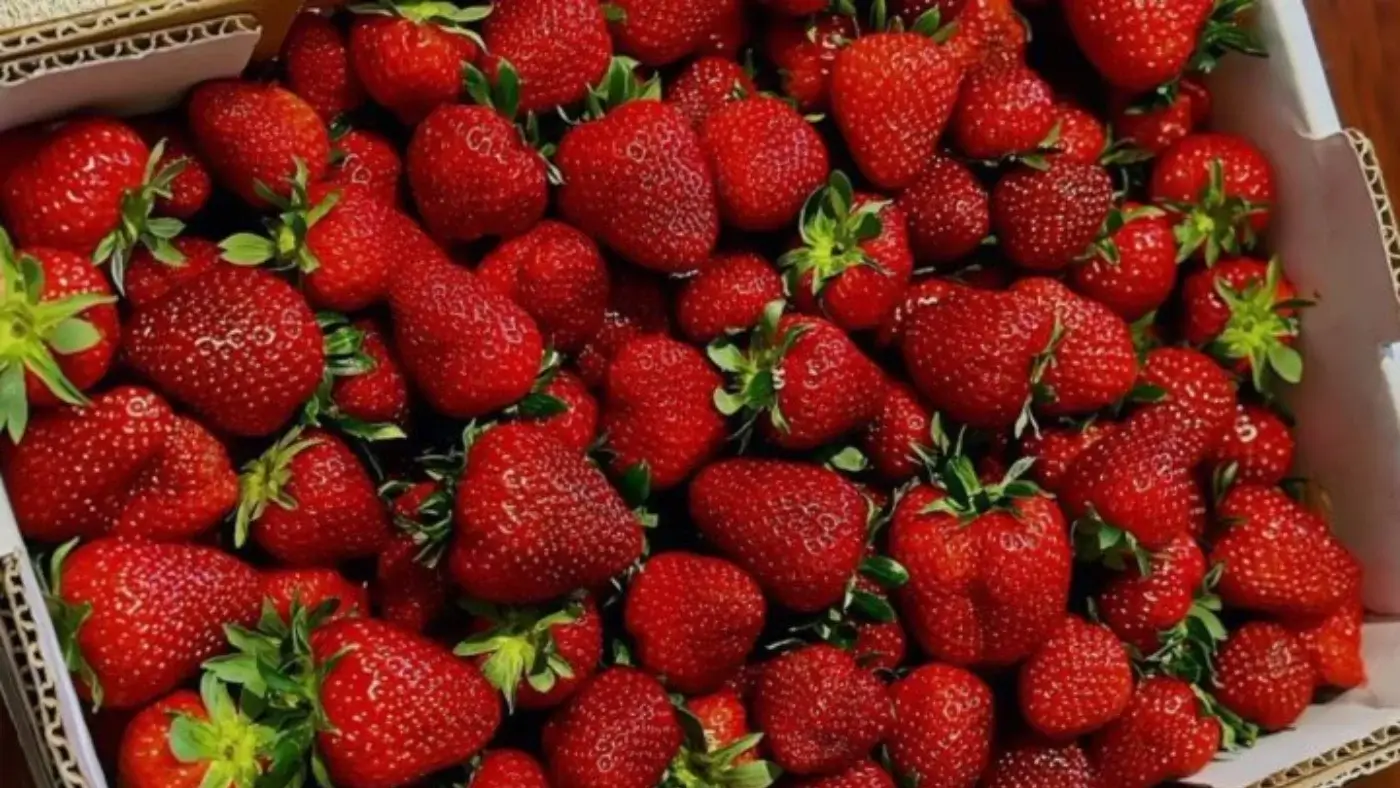 Strawberry prices drop sharply in Tashkent