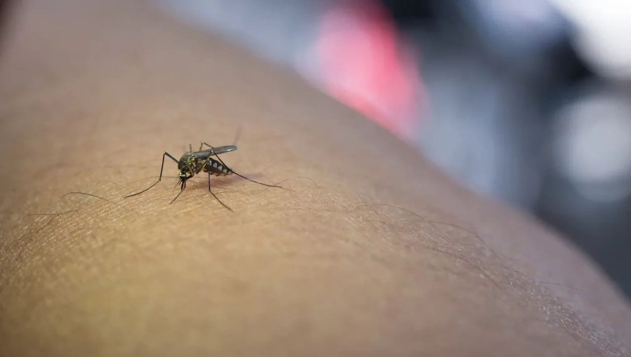 Expert: how to protect yourself from mosquitoes