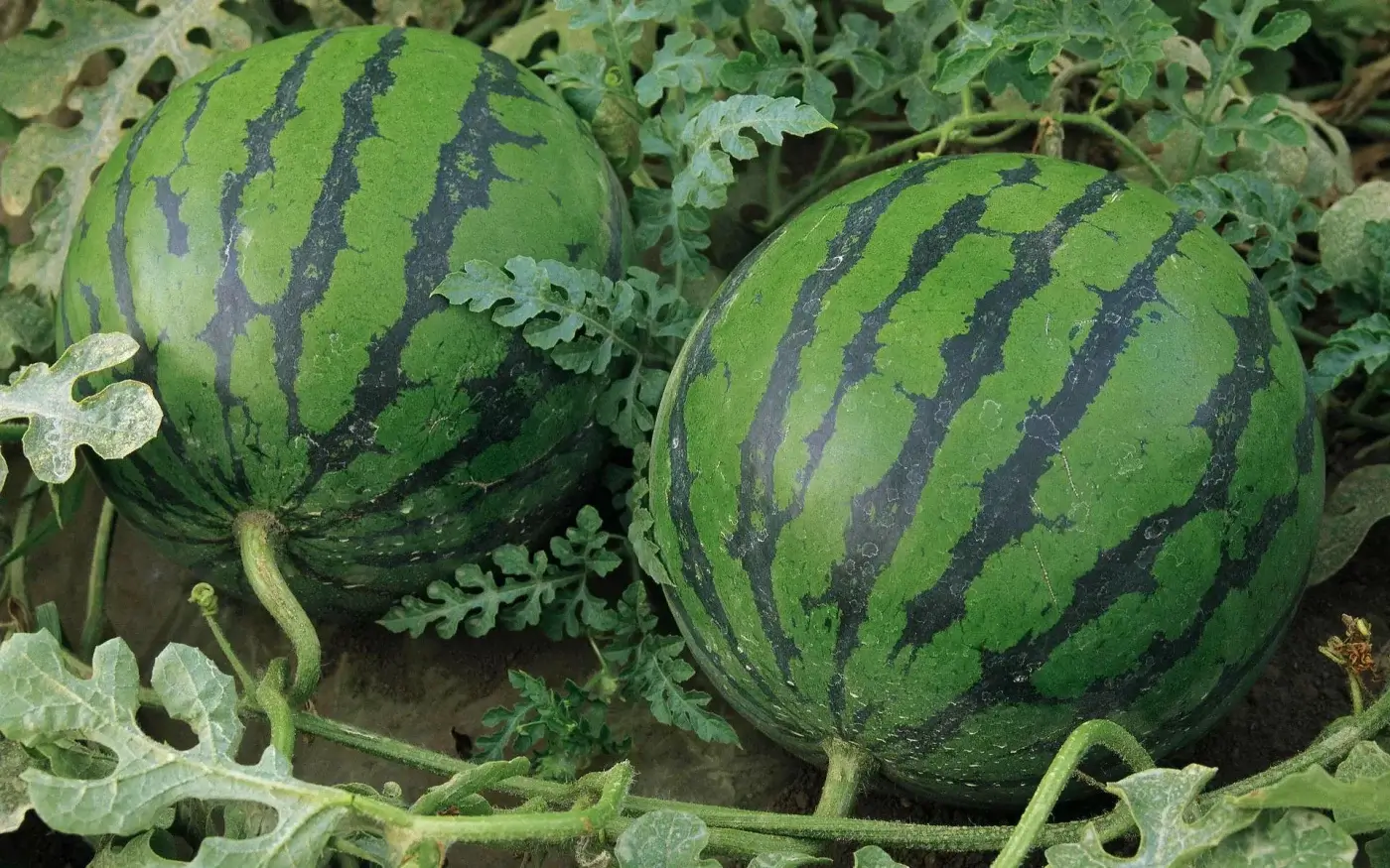 Kukdala watermelons set off for export: more than 4,300 tons of products are on the markets
