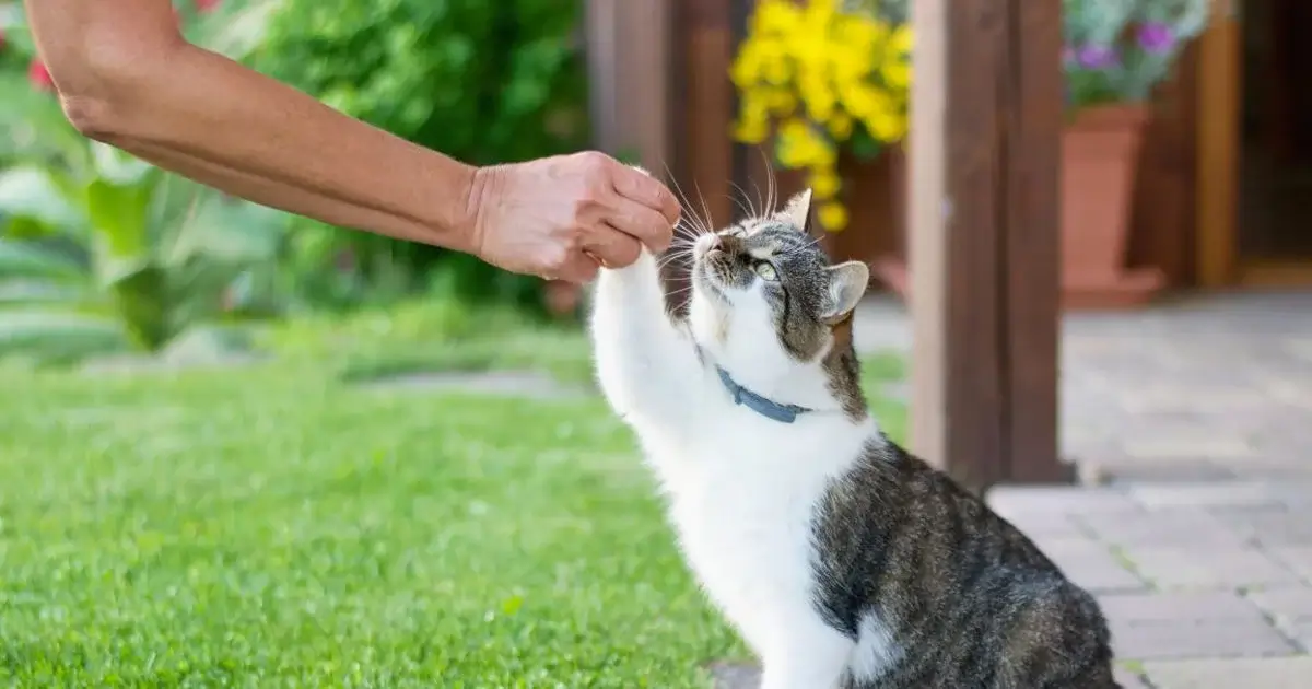 A woman in Switzerland has been charged with feeding her neighbor's cat