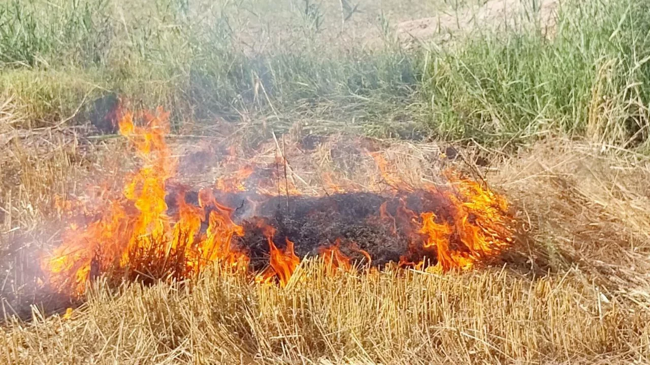 Citizens fined in Khorezm for burning straw