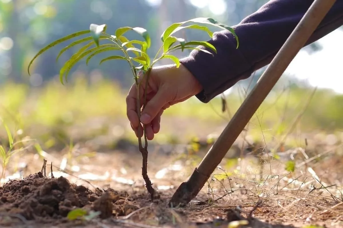 The project "Green Space" in Uzbekistan: the fate of 872 million trees has changed!