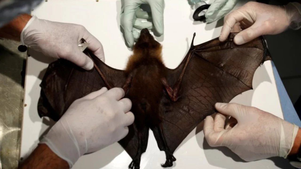 New viruses dangerous to humans found in bats: Scientists warn