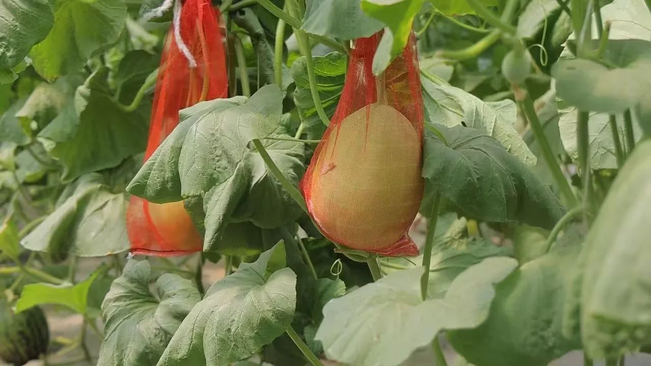 New melon varieties for greenhouses have been created — export-oriented and high-yielding