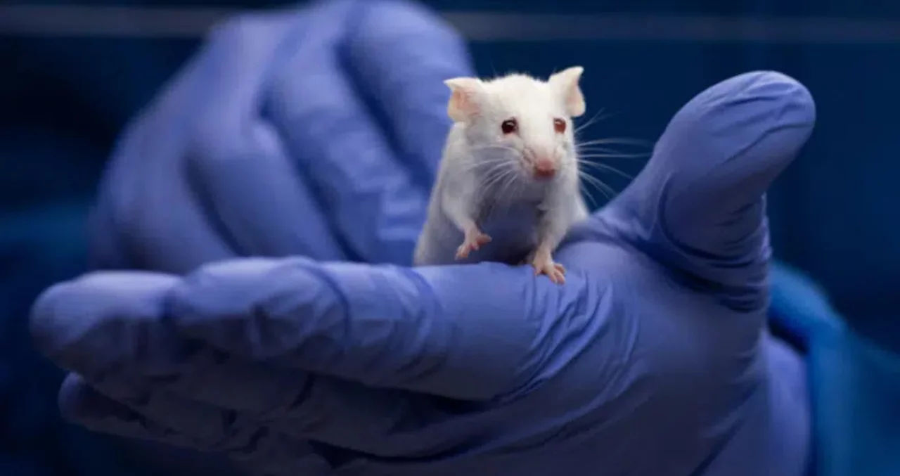 Mice With Human Genes Begin to “Attempt Speech”
