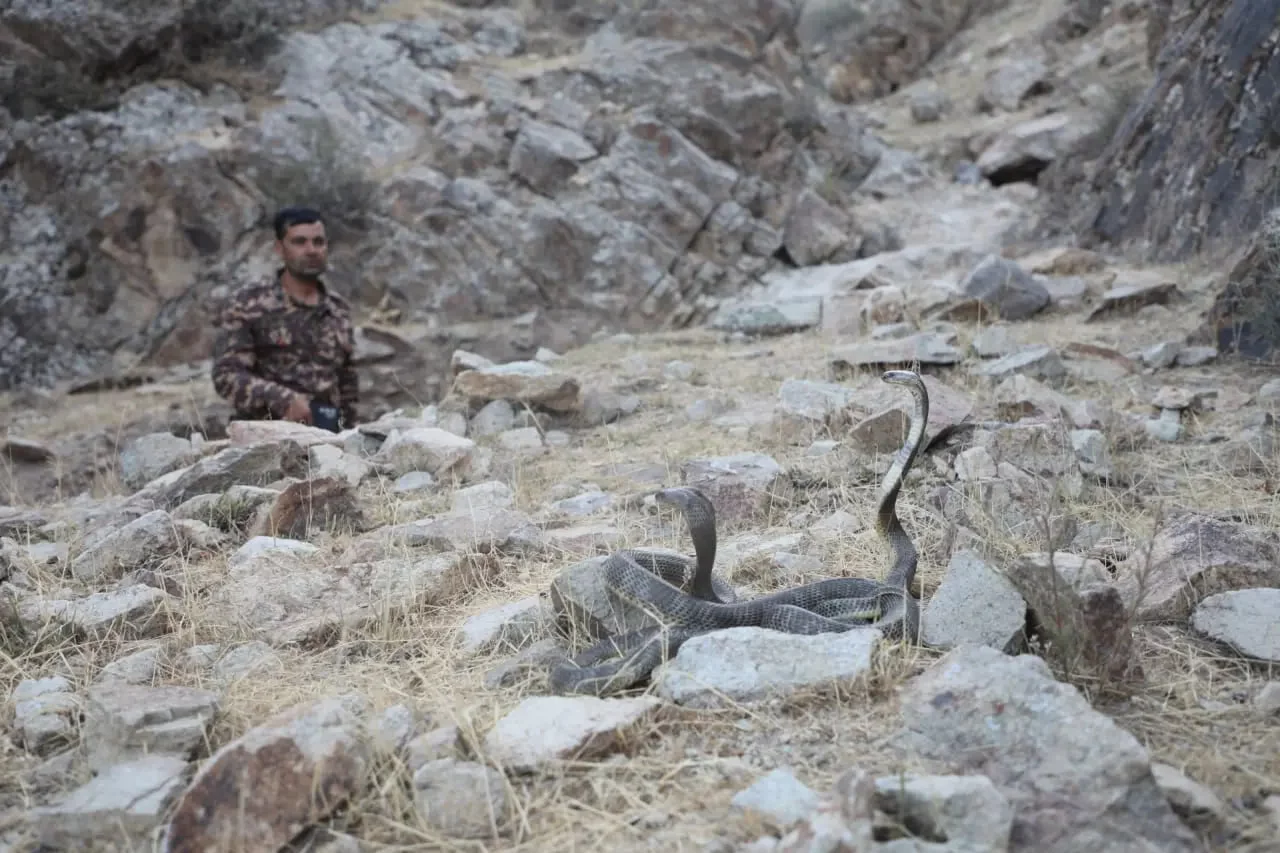 Boas and cobras released into nature in Surkhandarya region
