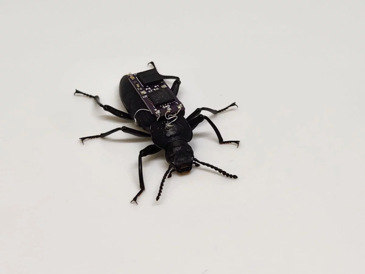 Queensland scientists want to revolutionize rescue operations with a cyborg-beetle