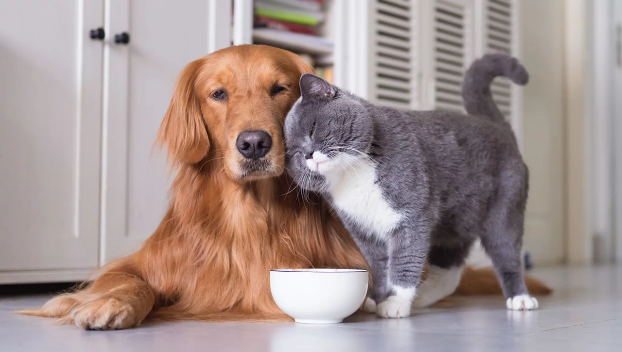 Does a cat or dog slow down the aging process?