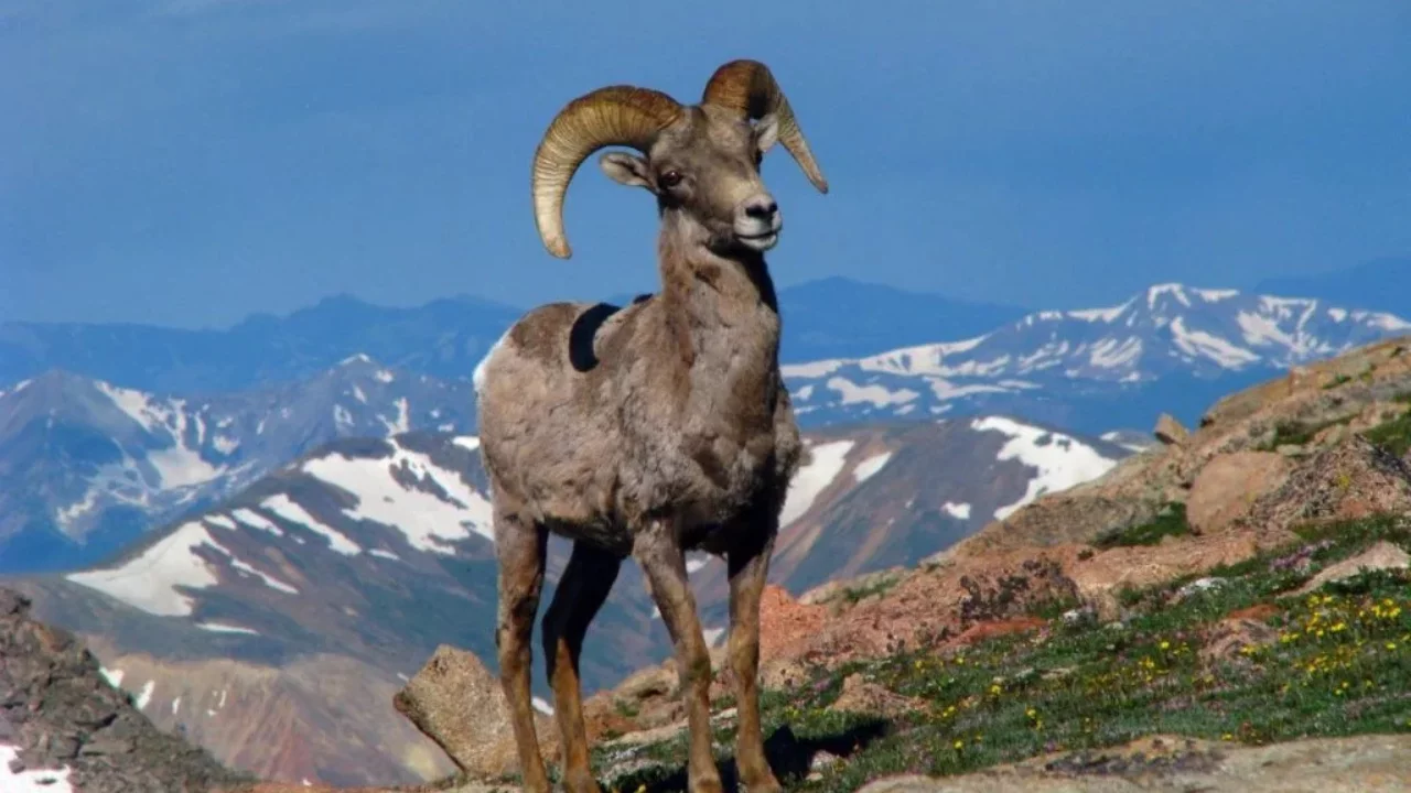A ram from the Red Book was slaughtered and posted on the Internet