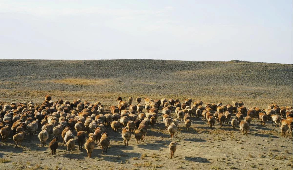 100 thousand heads of small livestock will be imported from Mongolia