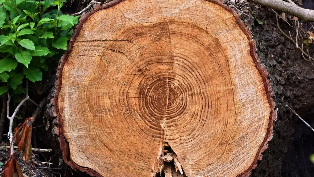 Uzbekistan’s Ecoparty opposes lifting tree-cutting ban