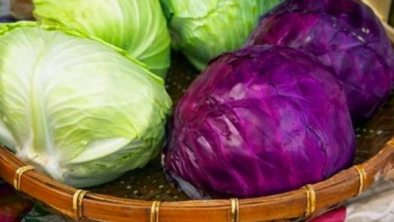 Red cabbage or green cabbage – which is healthier?