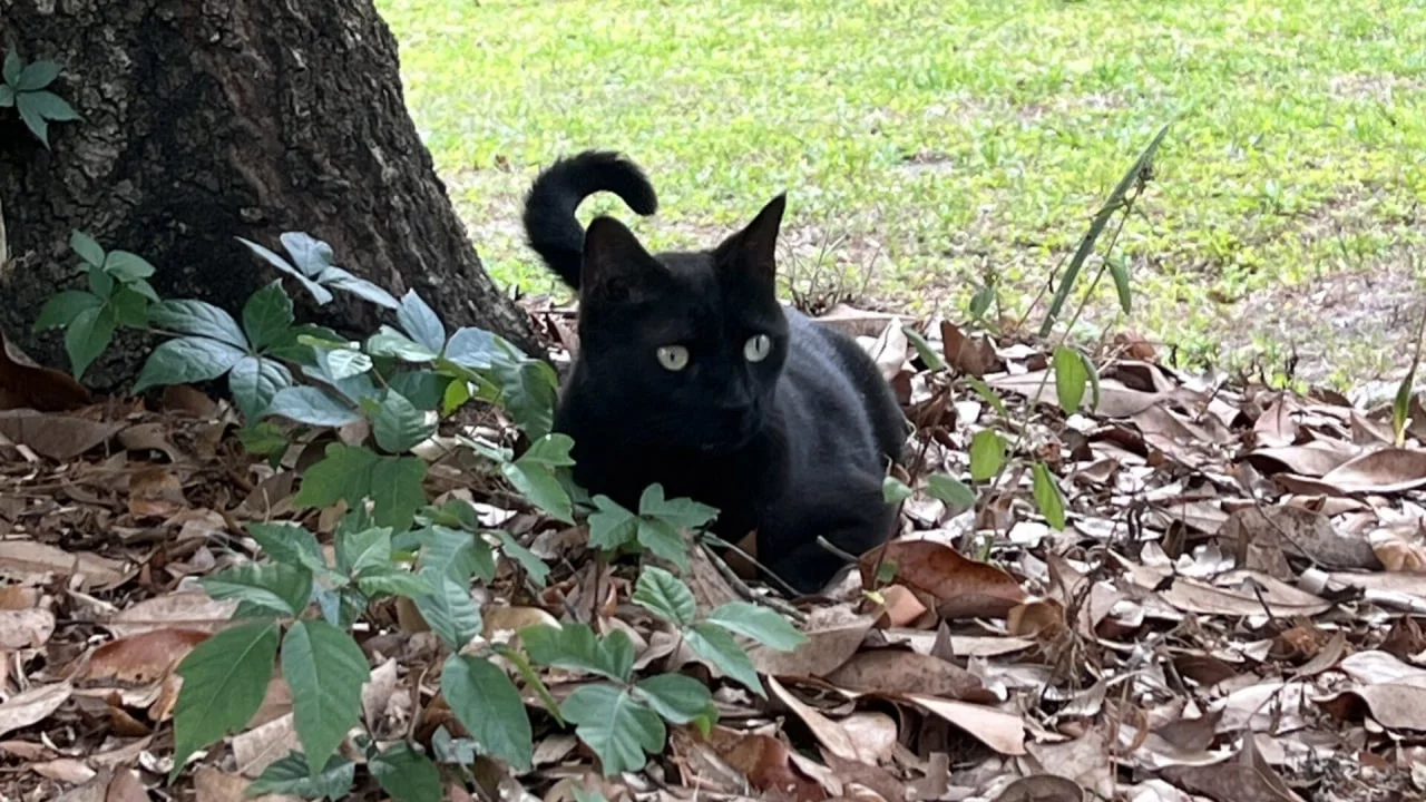 An American scientist's cat helped him discover a new virus