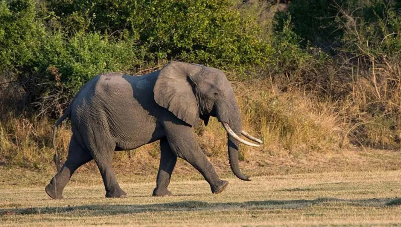 "A trip to Zambia turned into a tragedy: an elephant killed two tourists"