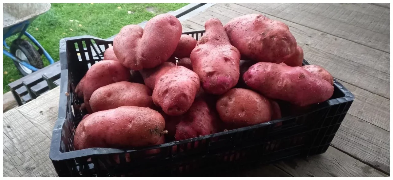 Dangerous Signs in Potatoes: Why Some Tubers Can Poison You?