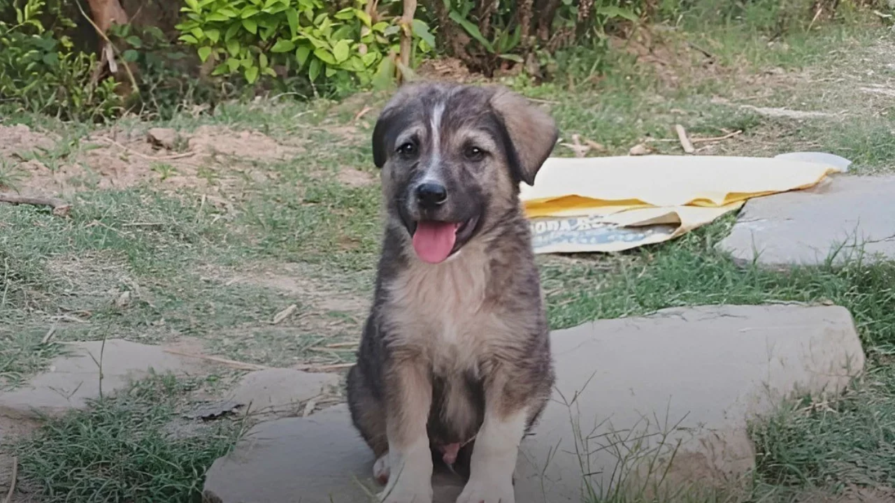 67 people in India saved by puppy's intelligence
