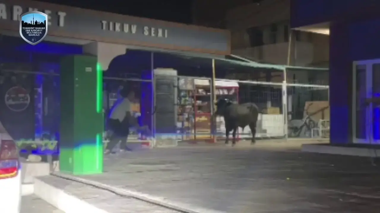 Taşkent’te kaçan boğanın vurularak öldürüldüğü bildirildi (video)