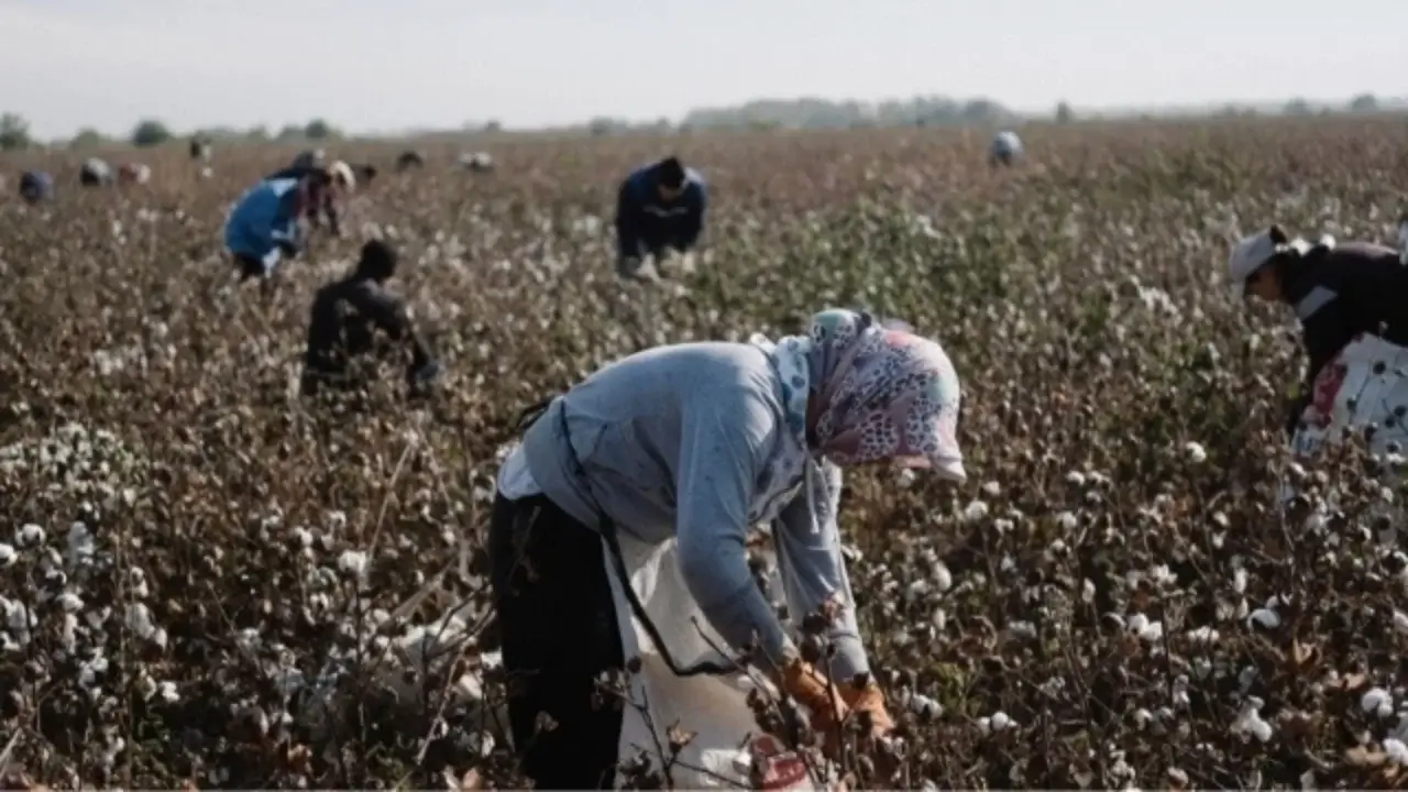 Official prices and subsidies for cotton harvest announced