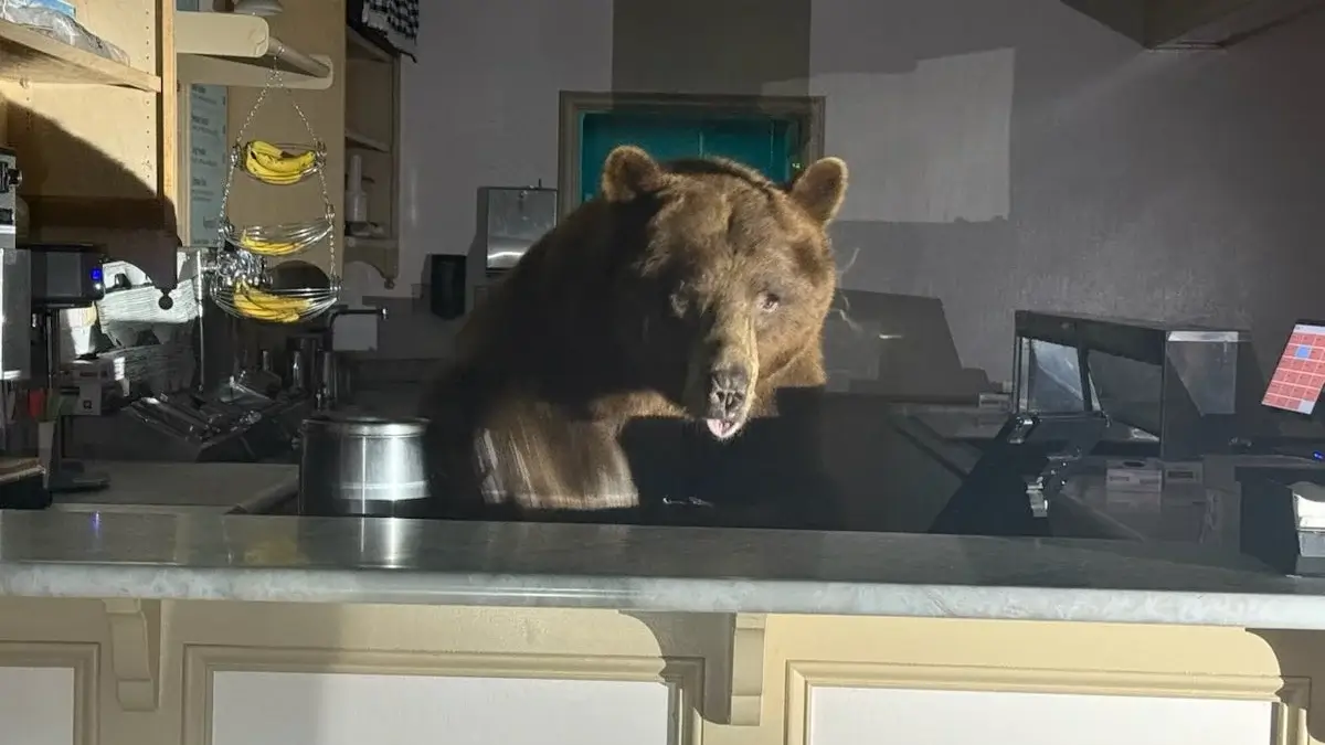 Bear ‘ransacks’ ice cream shop in California