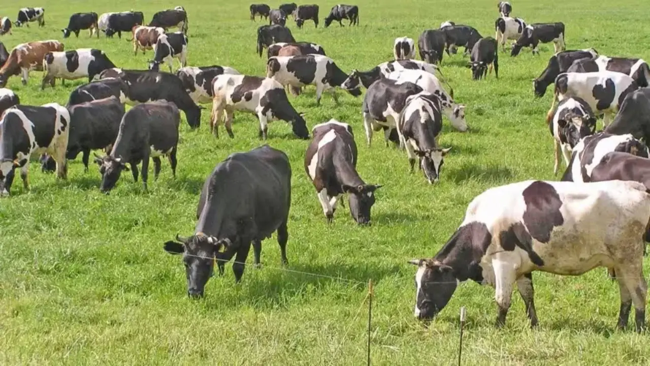 The risk of monkeypox in livestock is increasing in Kashkadarya