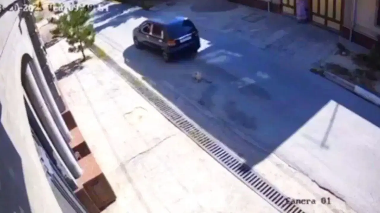 Taşkent vilayetinde “Matiz” sürücüsü köpeği ezdi