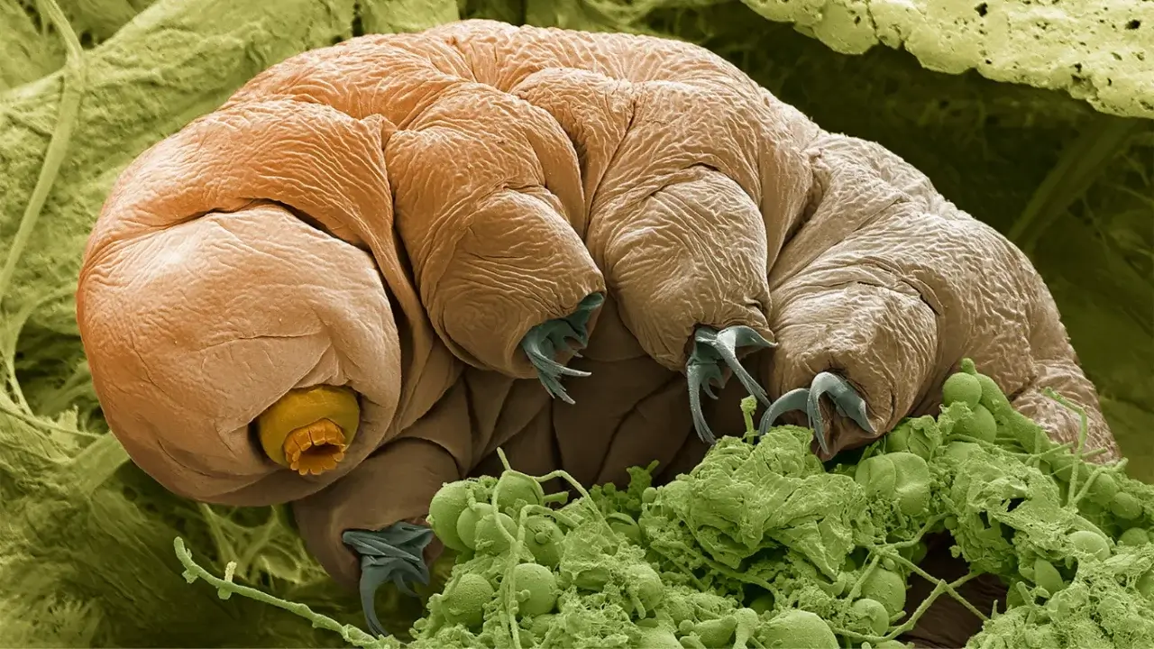 The toughest animals on Earth