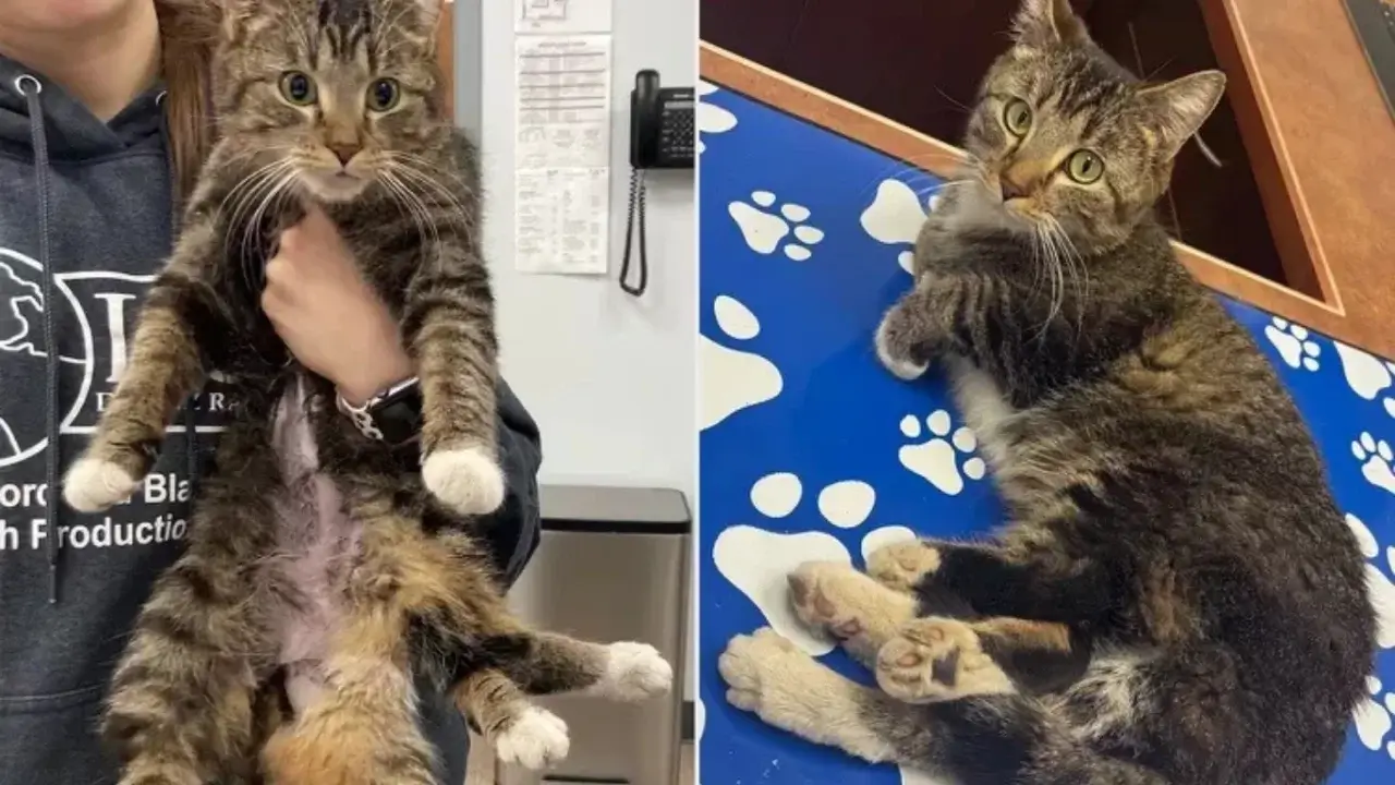 Six-legged cat born in the United Kingdom