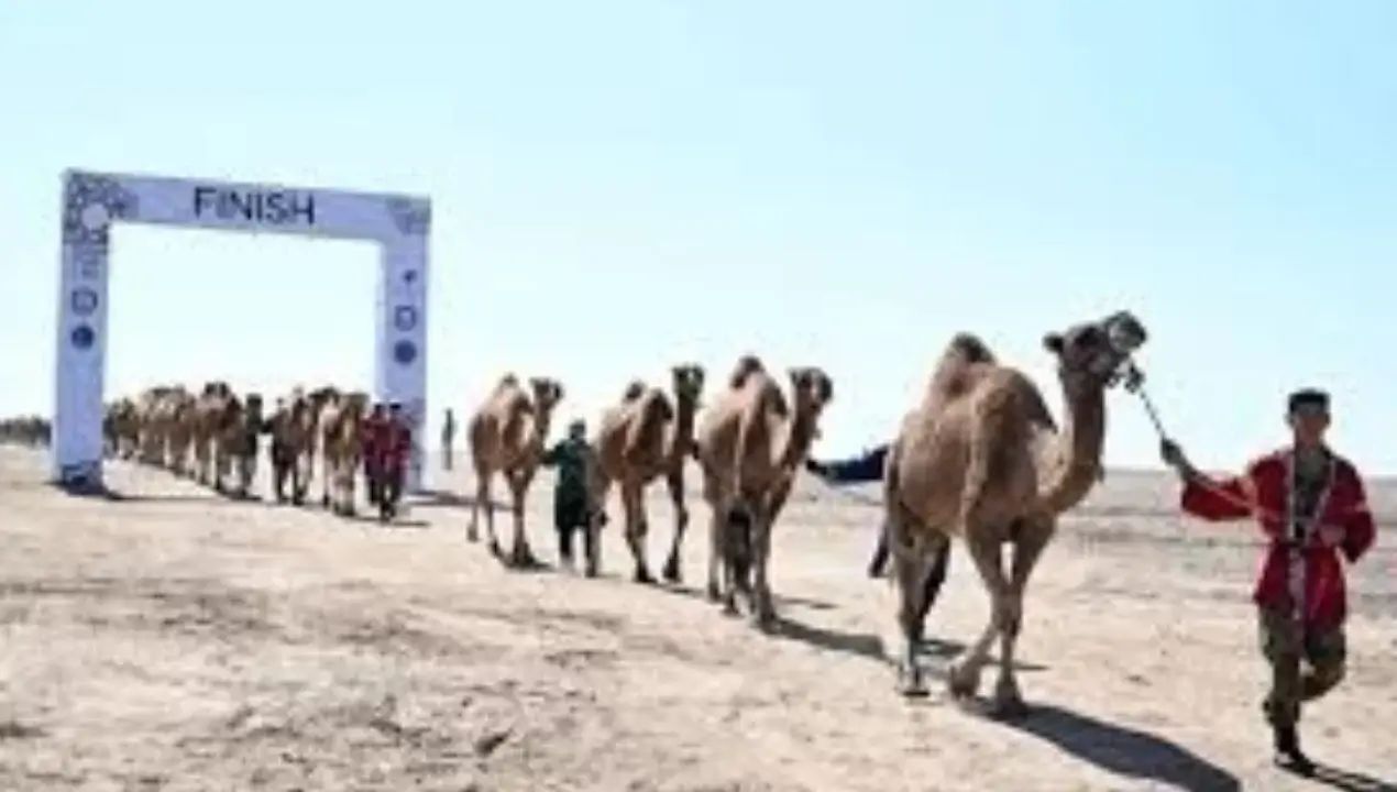 Qozog‘istonda 1000 ta tuyadan iborat ulkan karvon rekord o‘rnatdi