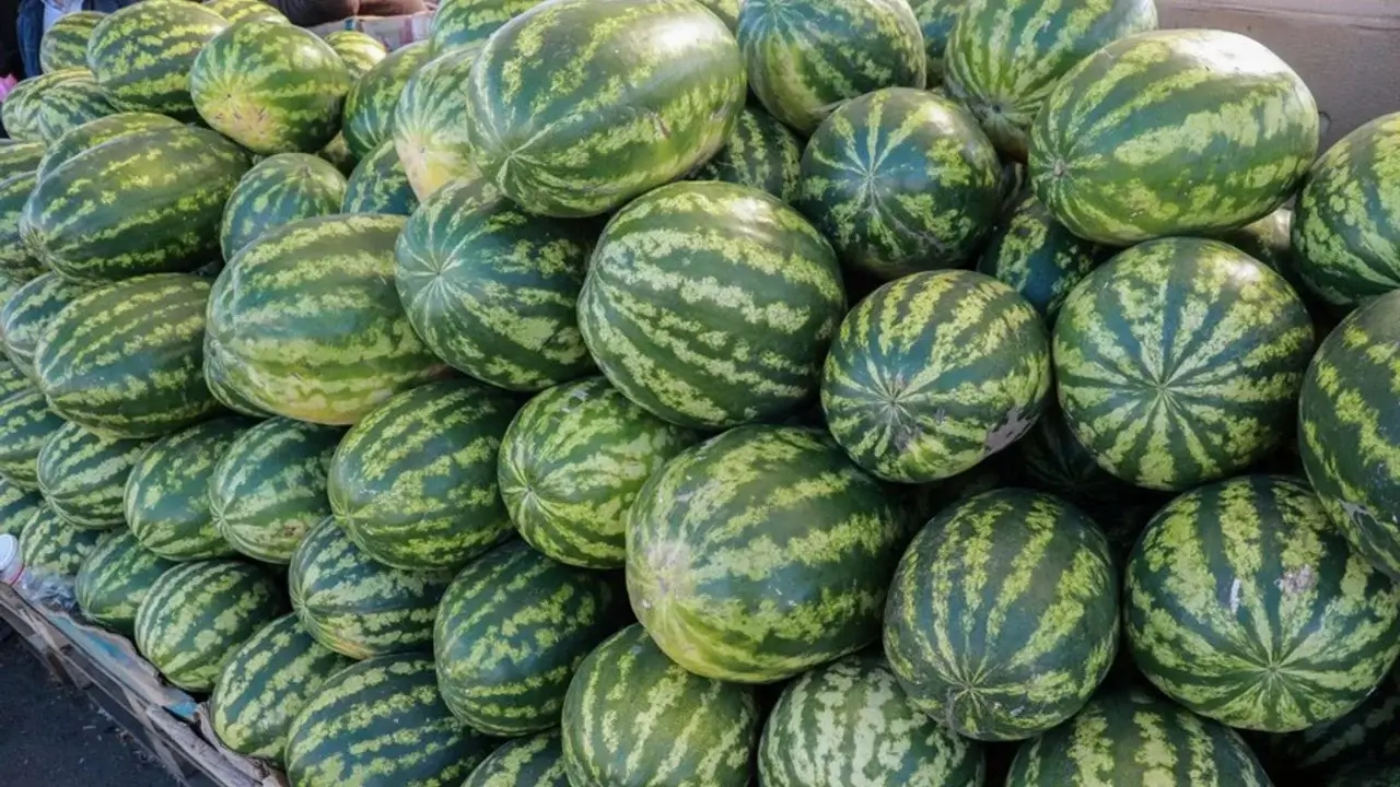 Watermelon prices have risen sharply, and prices continue to rise in the markets