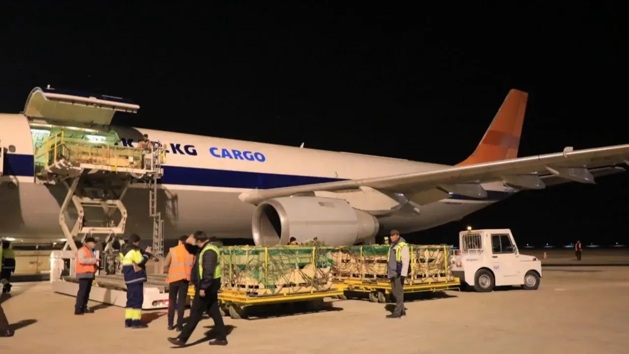 730 breeding sheep were brought from Mongolia to Namangan.