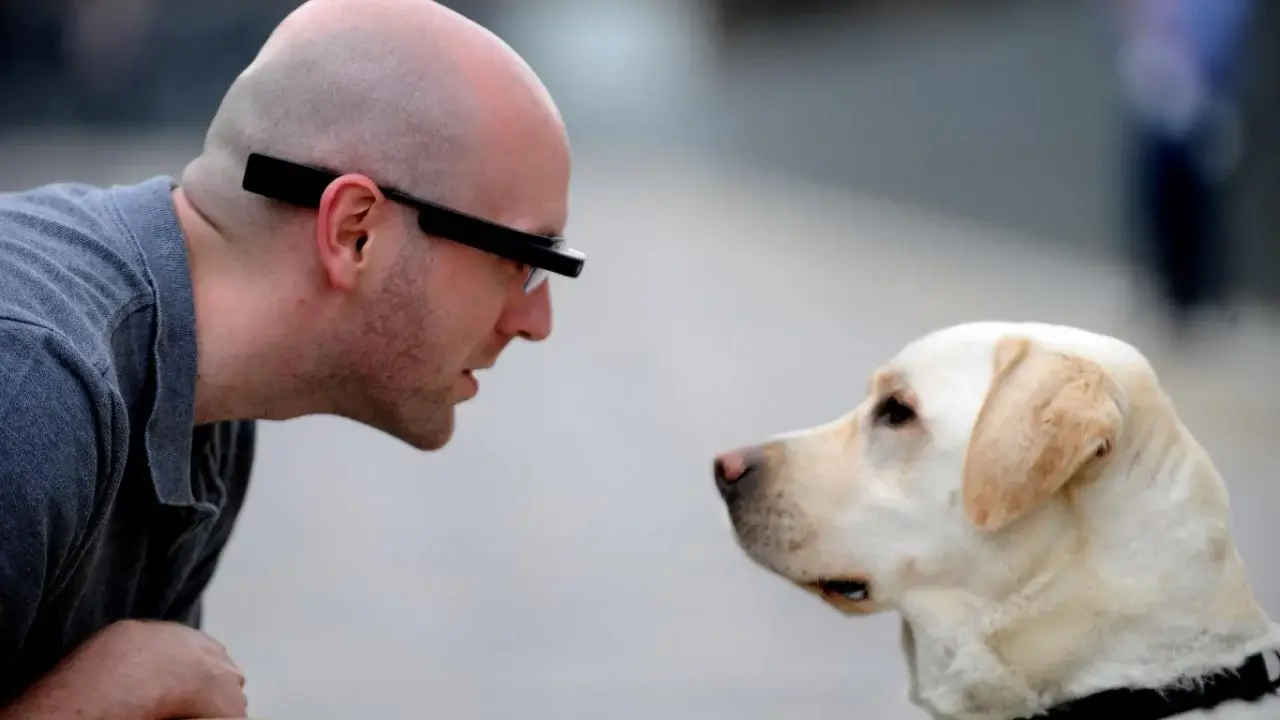 Scientists have discovered that dogs can recognize human emotions