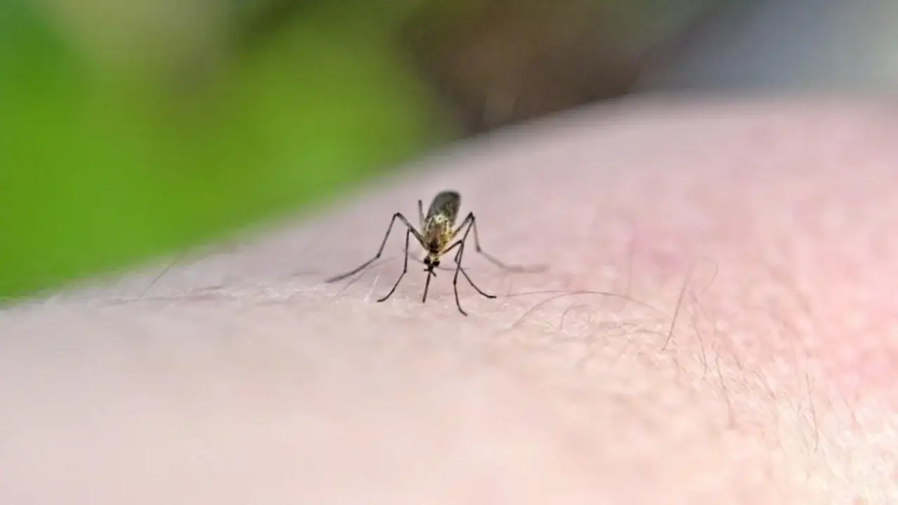 Scientists: Which people do mosquitoes target most often?