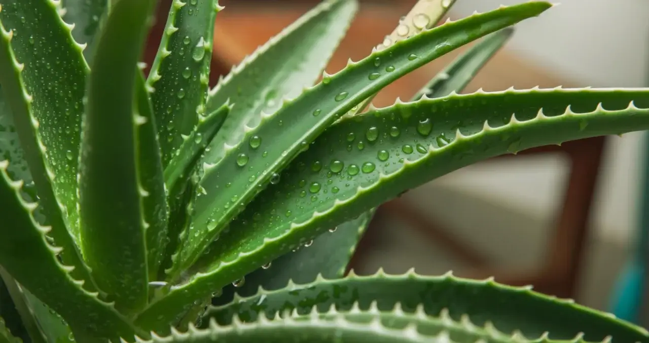 Aloe vera qo‘shilgan sovunning teri uchun foydalari