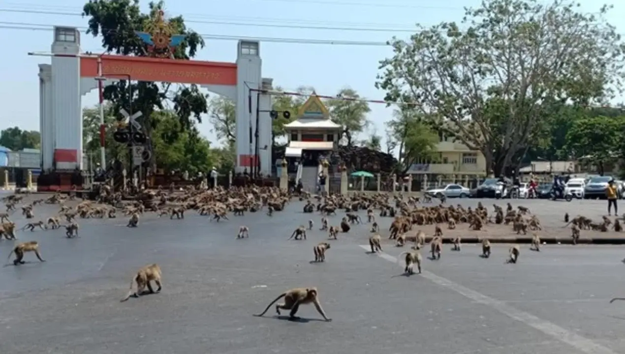 More than a hundred monkeys fled in Lopburi, causing panic among the population