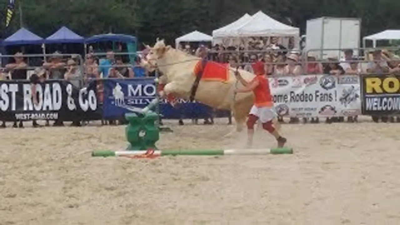 Fransiyadagi festivalda tomoshabinni ot, buqa va mashina urib ketdi
