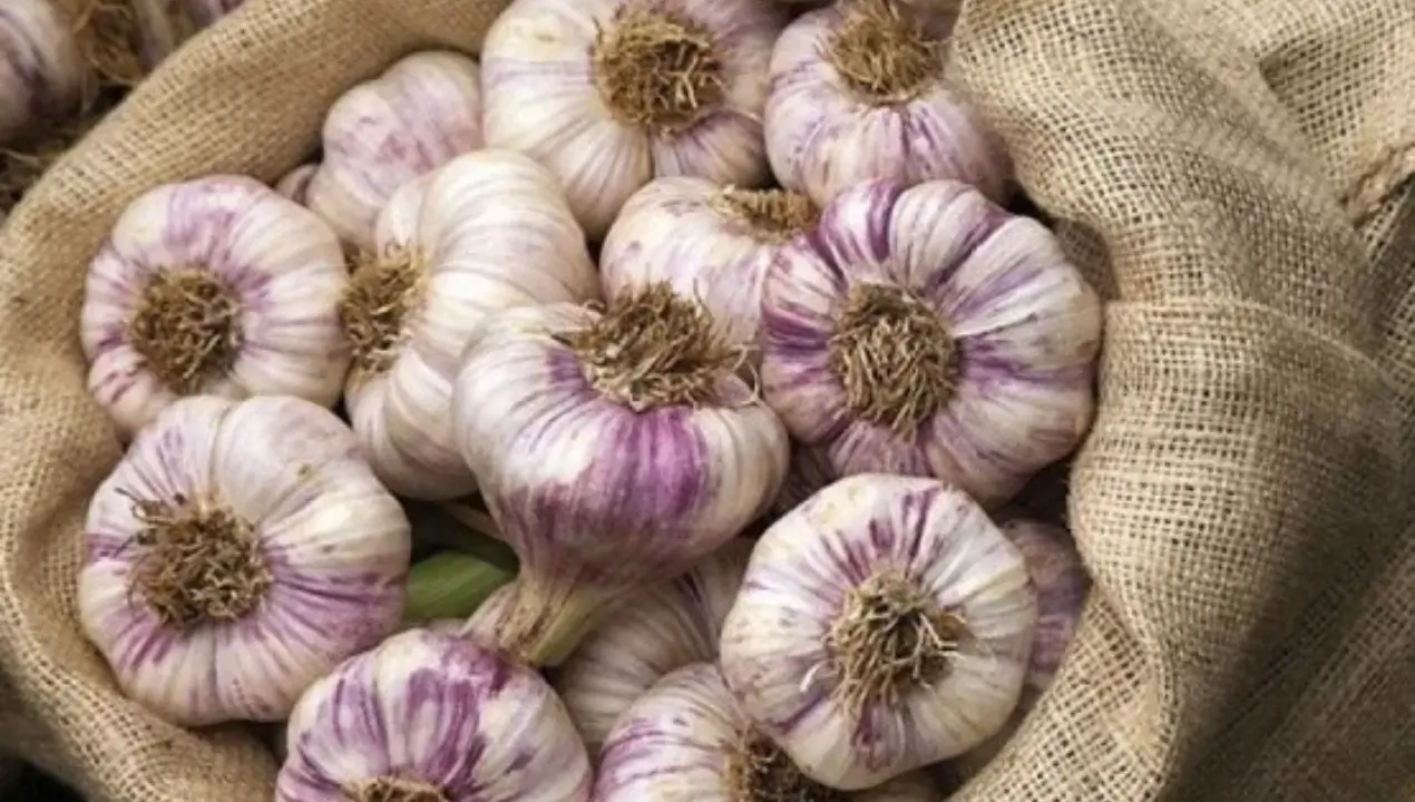 Garlic and onions are a powerful remedy for many diseases.