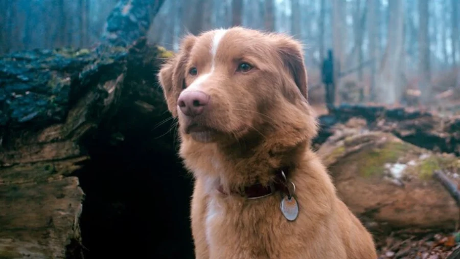Köpekler de artık “Oscar” ödülüne aday olabilir