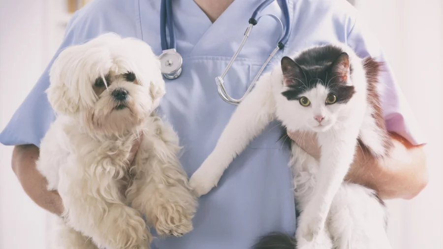 “Wine therapy” for cats and dogs begins in New Zealand