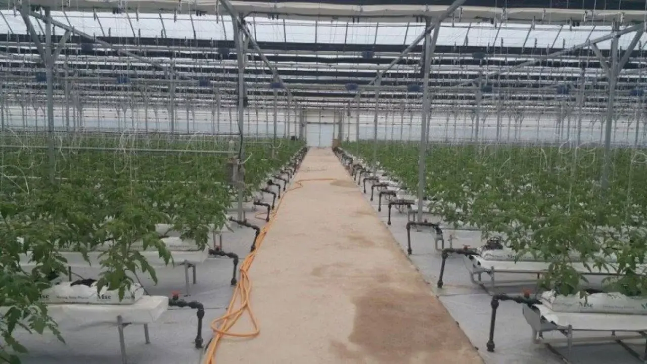 More gas and tax incentives will be provided for Uzbekistan's greenhouses