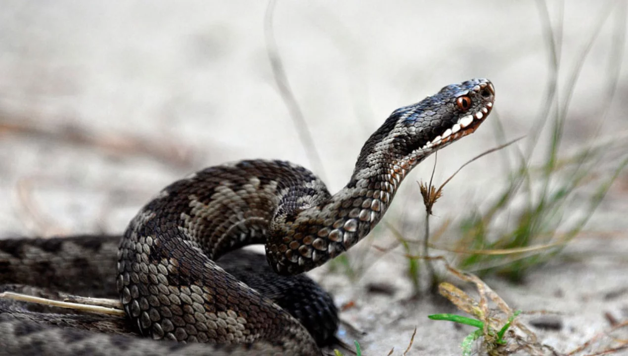 In Croatia, a snake that bit a drunk man died from alcohol poisoning