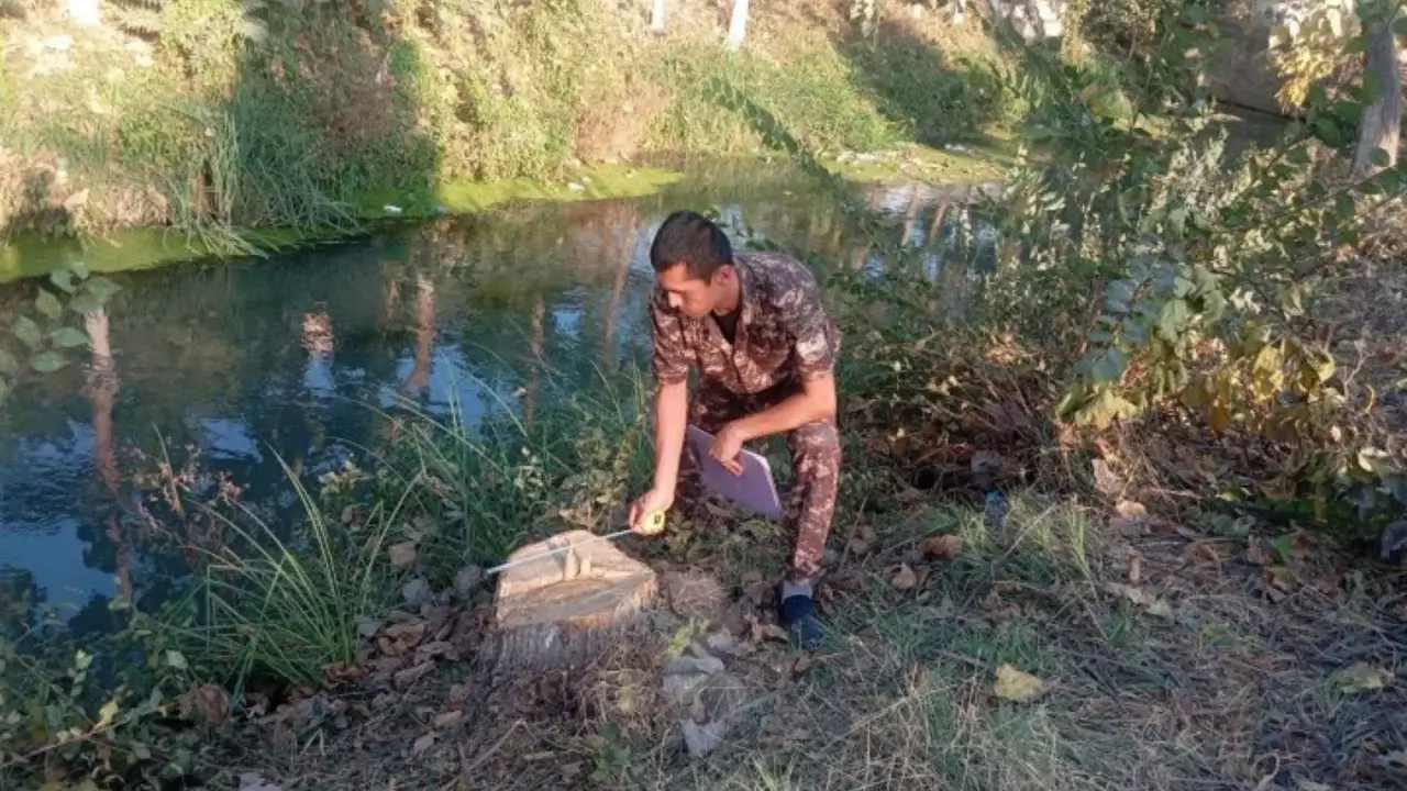 Andijonda 18 daraxt noqonuniy kesib yuborildi