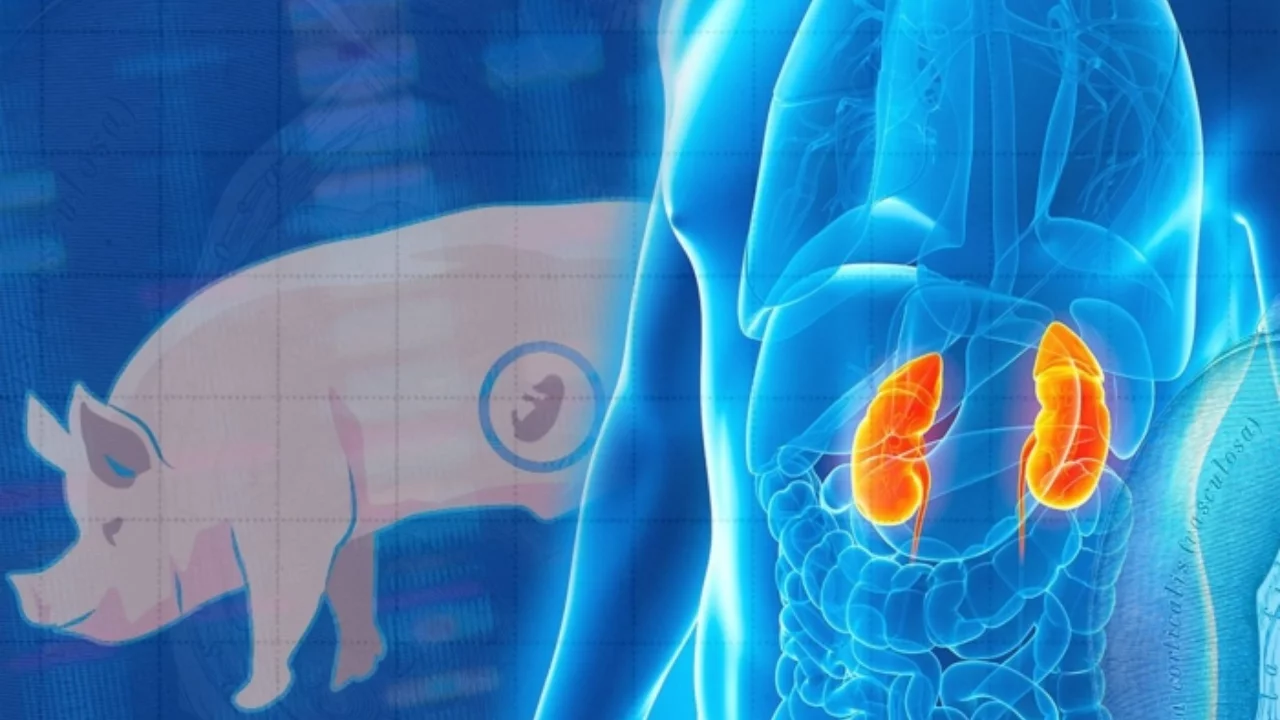 Chinese scientists first transplanted pig liver to humans
