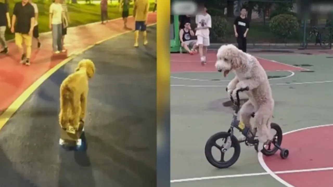 Chinese puddle nicknamed Hu Laifu has become a network star