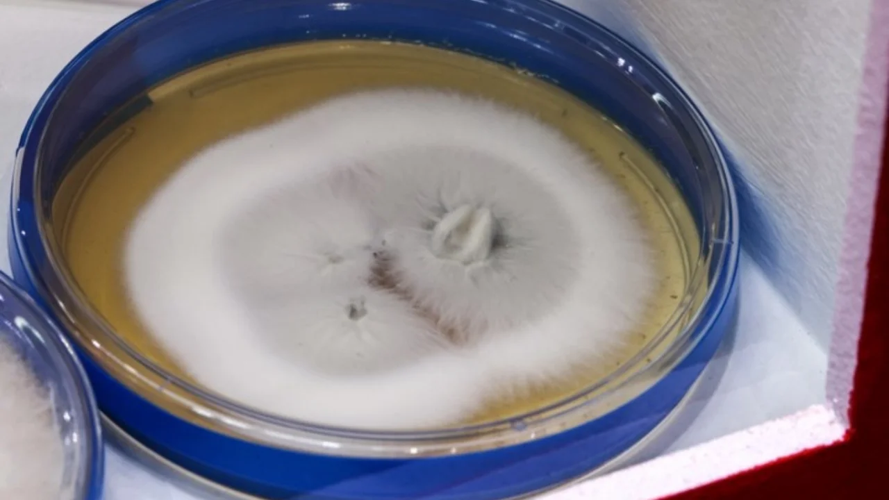 Европада хавфли “суперзамбуруғ” тез суръатда кенгаймоқда